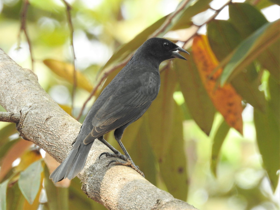 Foto chupim (Molothrus bonariensis) Por Ronaldo Diniz | Wiki Aves - A ...