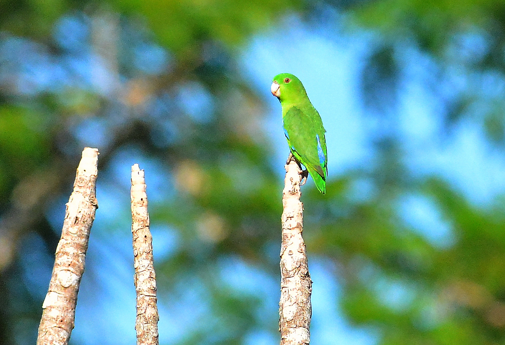 Foto tuim (Forpus xanthopterygius) Por Robson Czaban | Wiki Aves - A ...