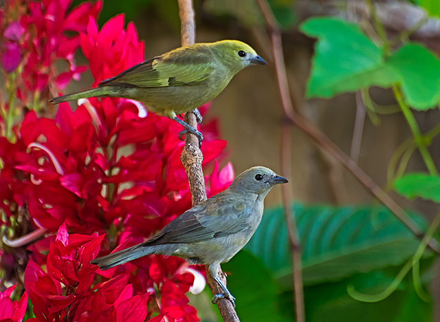 Foto sanhaço-do-coqueiro (Thraupis palmarum) Por Mariza Sanches | Wiki ...
