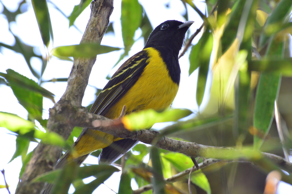 Foto corocoxó (Carpornis cucullata) Por antonio thomaz Wiki Aves A
