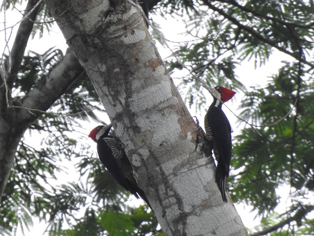 Foto picapaudetopetevermelho (Campephilus melanoleucos) Por João