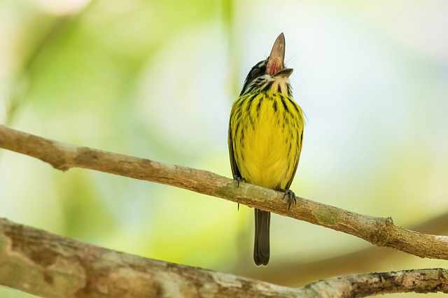 Foto ferreirinhopintado (Todirostrum pictum) Por Belmira Mcleod Wiki