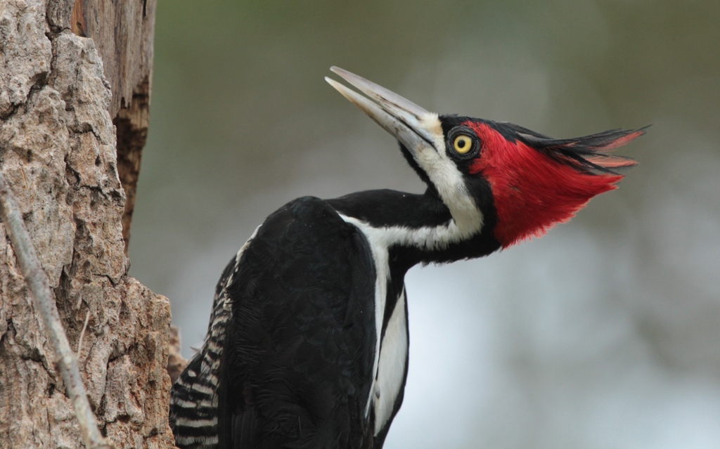 foto-pica-pau-de-topete-vermelho-campephilus-melanoleucos-por-dalci