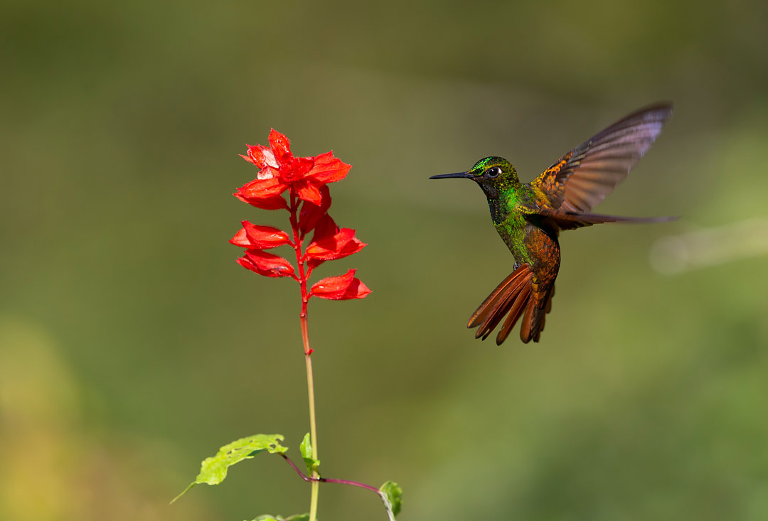 Foto beija-flor-rubi (Heliodoxa rubricauda) Por André Luiz Briso | Wiki ...