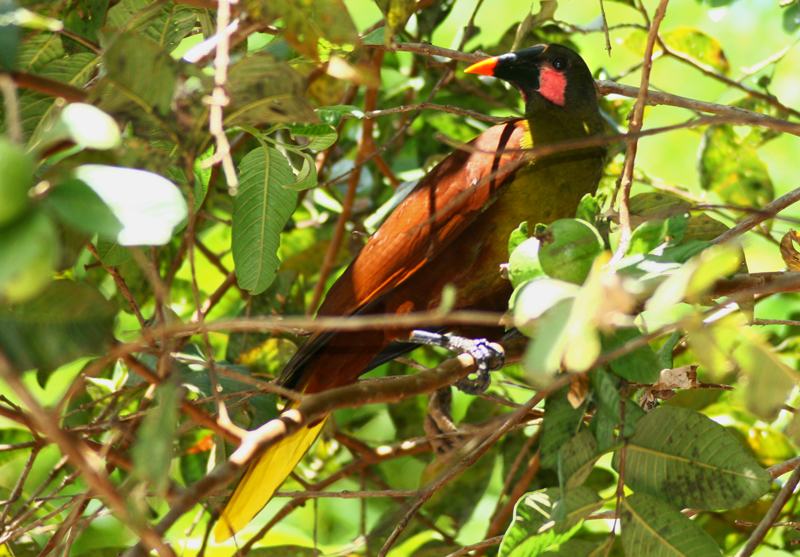Foto japuguaçu (Psarocolius bifasciatus) Por Valdir Hobus Wiki Aves