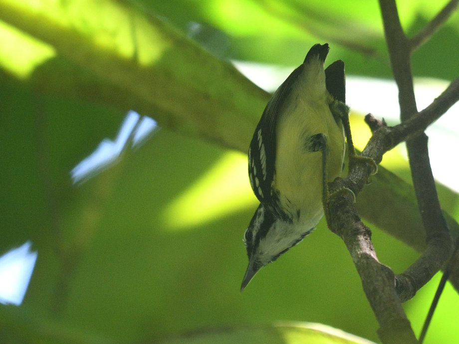 Foto choquinhadebicocurto (Myrmotherula obscura) Por Emerson Kaseker
