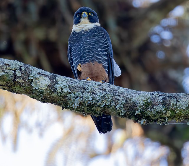 Foto cauré (Falco rufigularis) Por Kleber Monteiro | Wiki Aves - A ...
