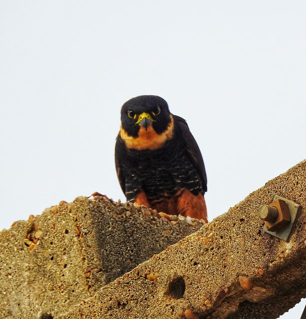 Foto cauré (Falco rufigularis) Por Zacarias Jacob | Wiki Aves - A ...