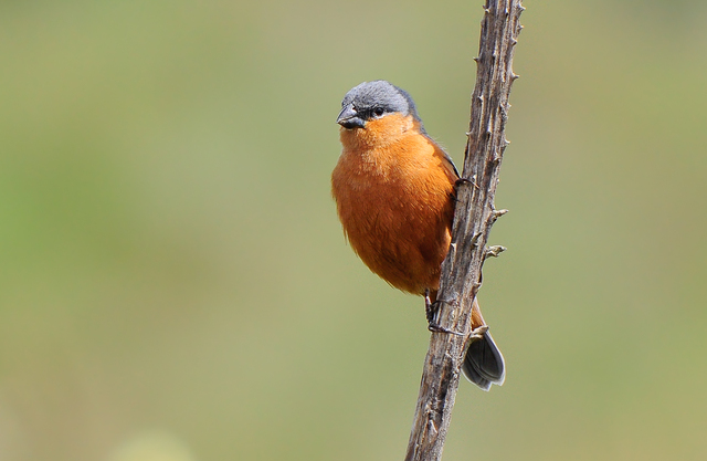 foto-caboclinho-de-barriga-vermelha-sporophila-hypoxantha-por