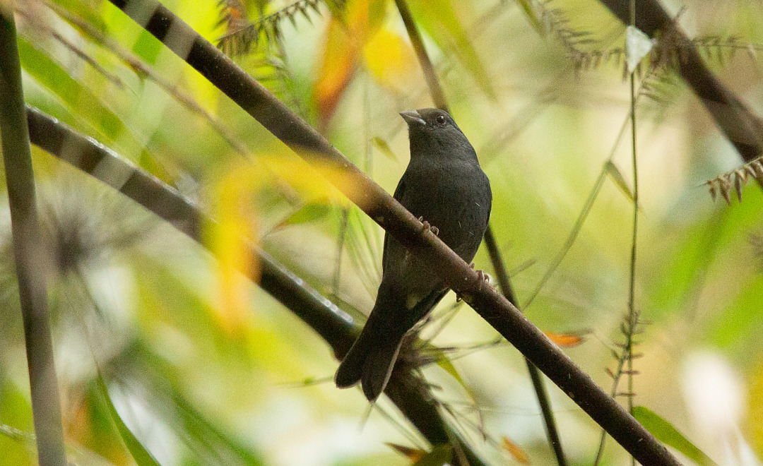 Foto cigarrabambu (Haplospiza unicolor) Por Julia Mendes Kliewer