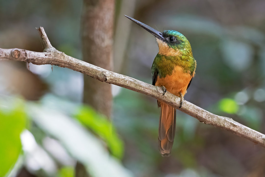 Foto Ariramba de cauda ruiva Galbula Ruficauda Por Leonildo Piovesan 