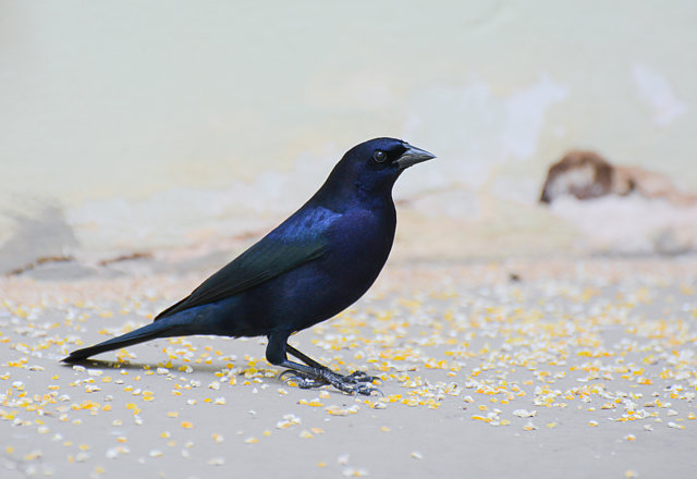 Foto chupim (Molothrus bonariensis) Por Jean Bortolucci | Wiki Aves - A ...
