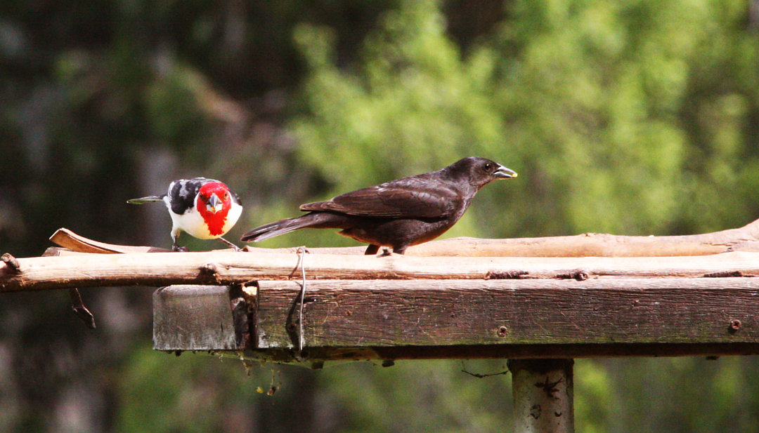 Foto chupim (Molothrus bonariensis) Por Vitali Sperber | Wiki Aves - A ...