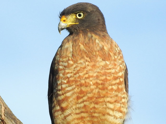 Foto gavião-carijó (Rupornis magnirostris) Por Sandro Paixão | Wiki ...