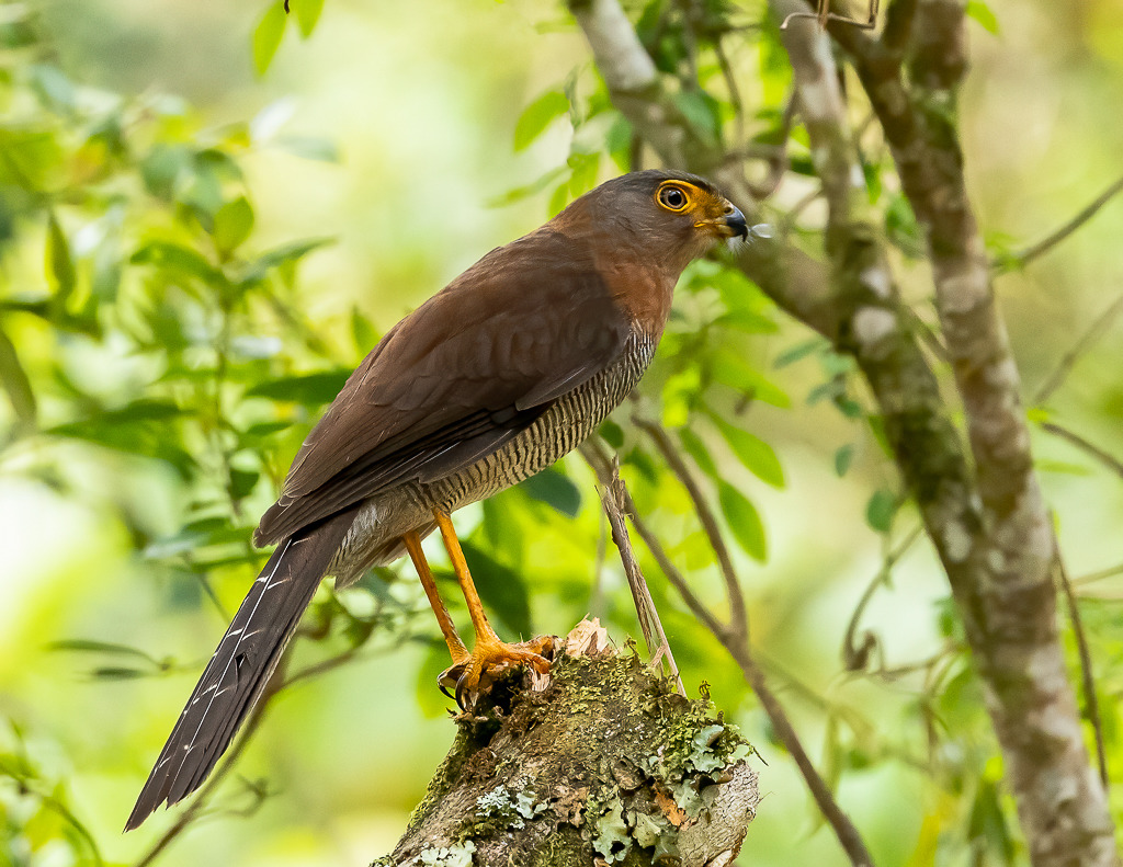 Foto Falc o cabur Micrastur Ruficollis Por Rodrigo Pacheco Wiki foto-falc-o-cabur-micrastur-ruficollis-por-rodrigo-pacheco-wiki