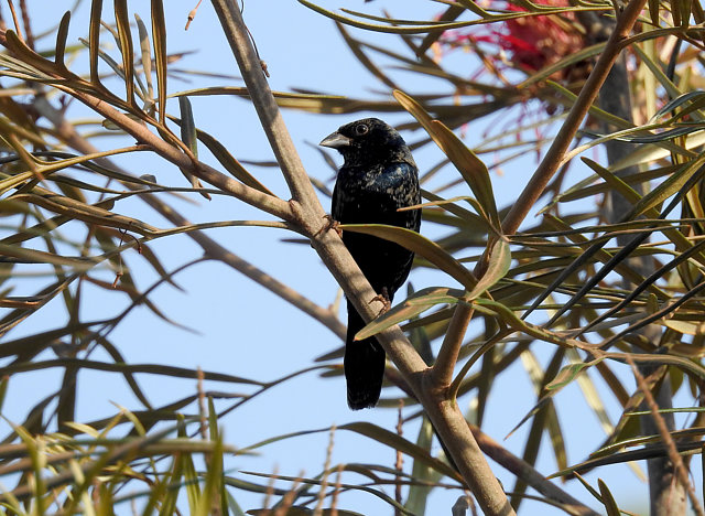 Foto tiziu (Volatinia jacarina) Por Jayrson Araújo Wiki Aves A
