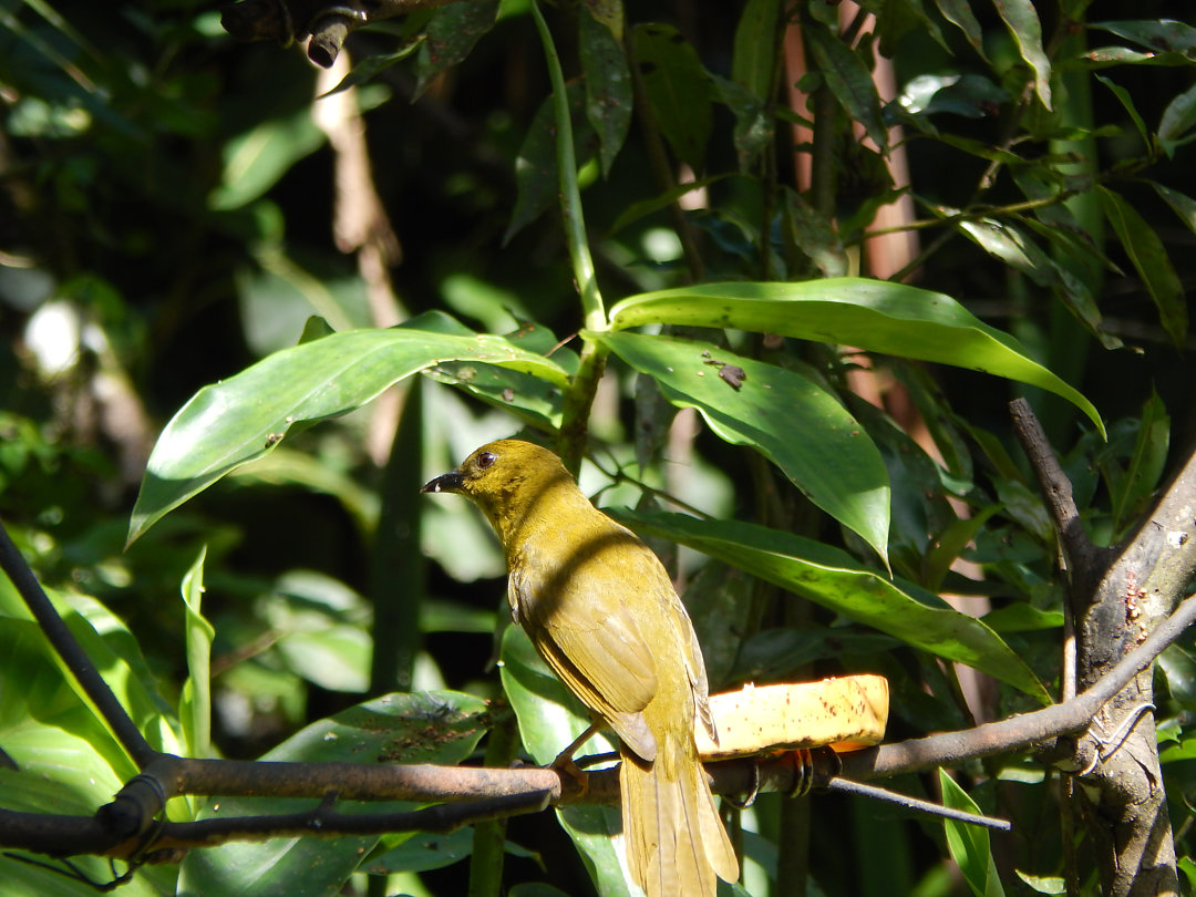 Foto Catirumbava Orthogonys Chloricterus Por Vitoria Vieira Wiki foto-catirumbava-orthogonys-chloricterus-por-vitoria-vieira-wiki