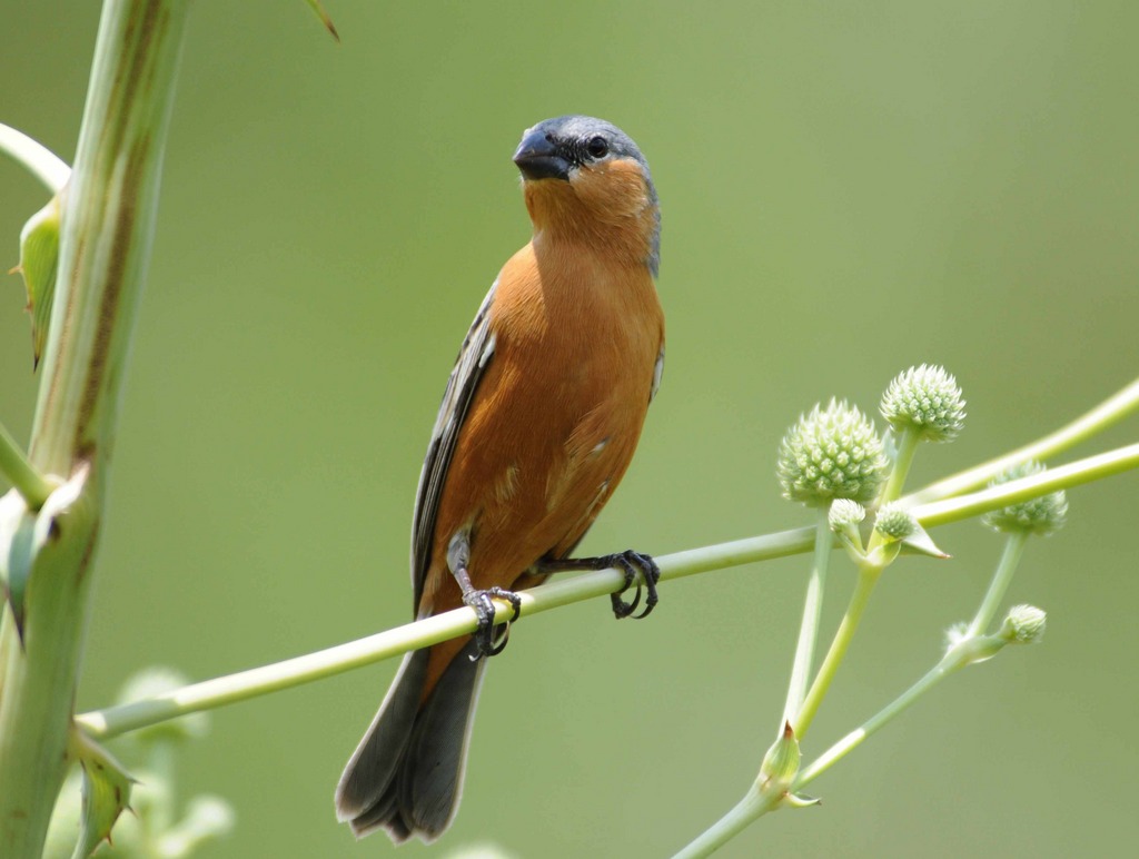 foto-caboclinho-de-barriga-vermelha-sporophila-hypoxantha-por-marcio