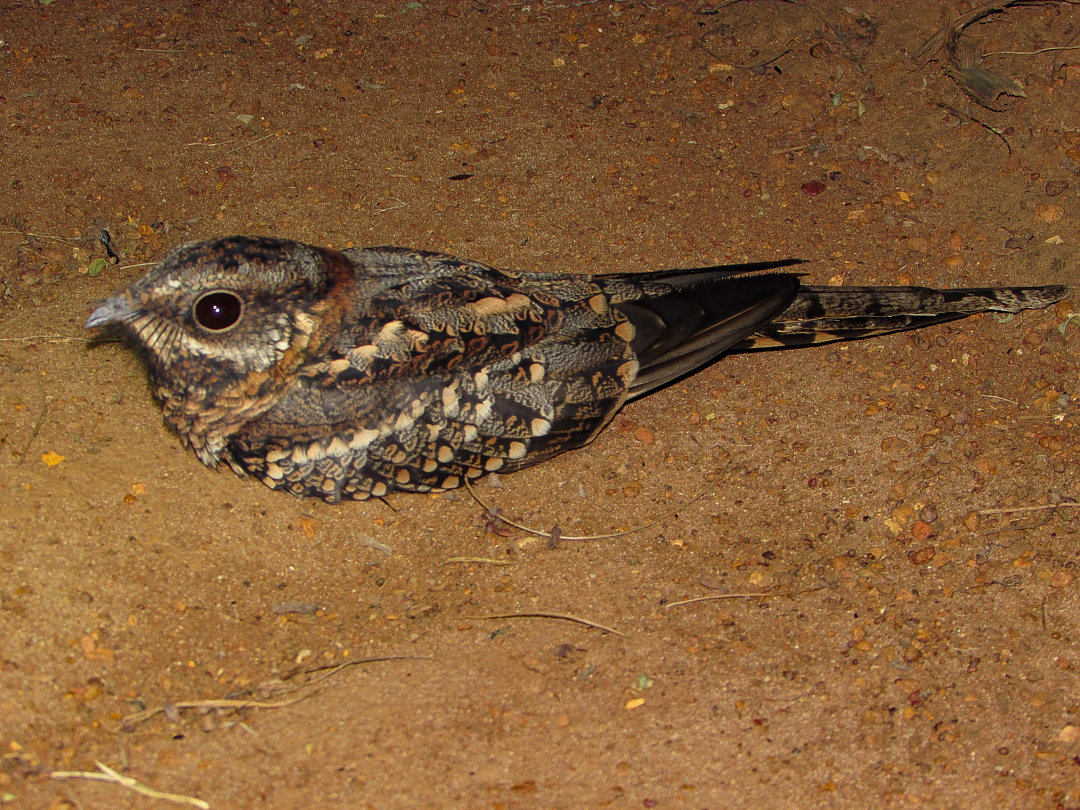 foto-bacurau-tesoura-hydropsalis-torquata-por-gustavo-a-oliveira