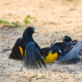 xexéu (Cacicus cela) WikiAves A Enciclopédia das Aves do Brasil
