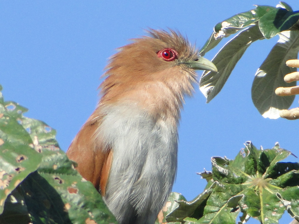 foto-alma-de-gato-piaya-cayana-por-amaury-pimenta-wiki-aves-a