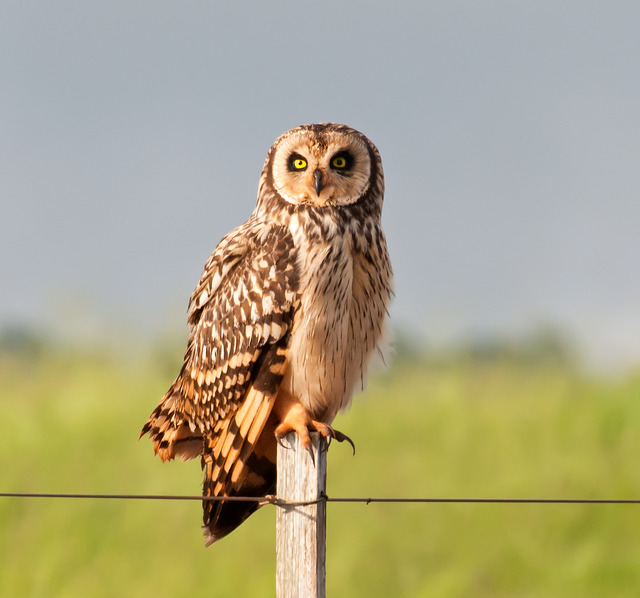 mochodosbanhados (Asio flammeus) WikiAves A Enciclopédia das Aves