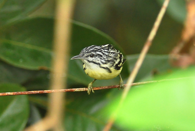 Foto choquinhamiúda (Myrmotherula brachyura) Por Robson Czaban Wiki