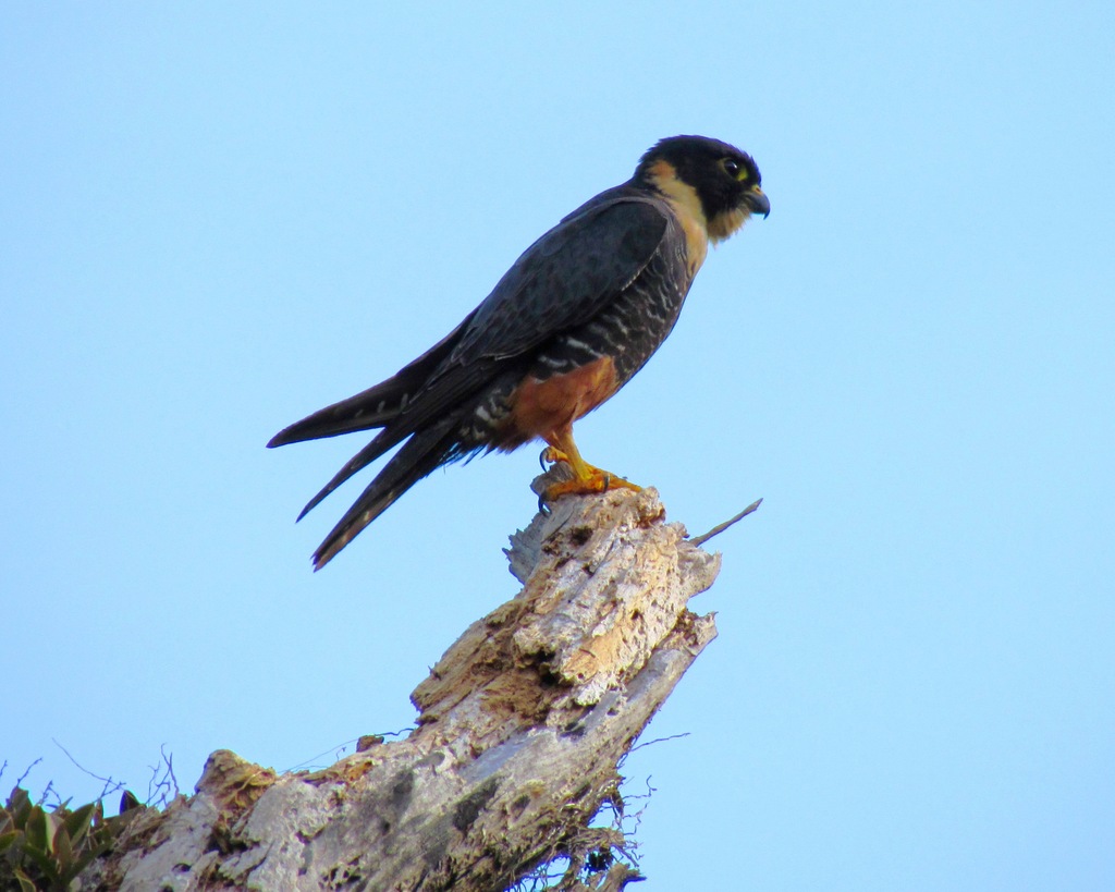 Foto cauré (Falco rufigularis) Por Renato S. Moreira | Wiki Aves - A ...