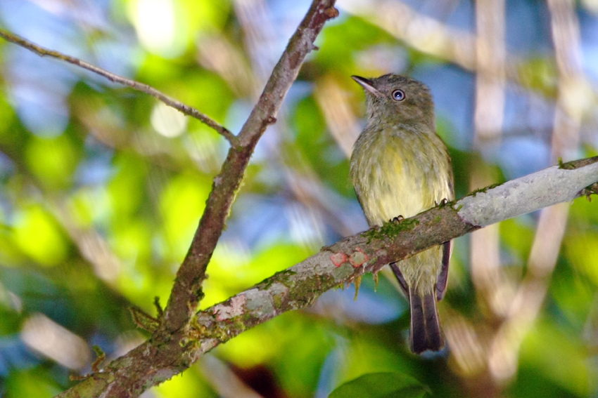 Foto fruxubaiano (Neopelma aurifrons) Por Cassiano Zaparoli (ZAPA