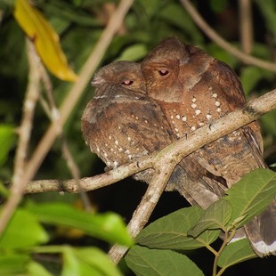 Caprimulgidae WikiAves A Enciclopédia das Aves do Brasil