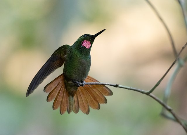 Foto beija-flor-rubi (Heliodoxa rubricauda) Por Victor Leandro-Silva ...