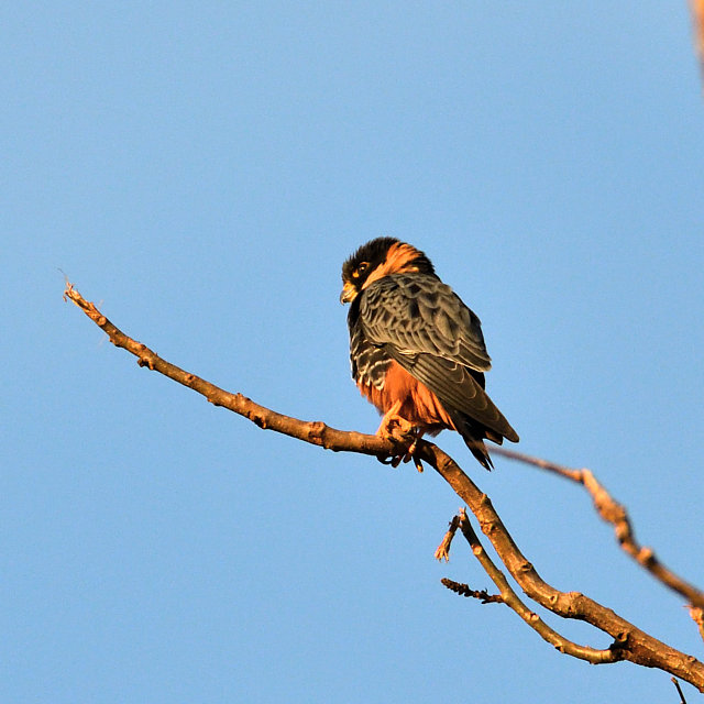 Foto cauré (Falco rufigularis) Por Joao Vale | Wiki Aves - A ...