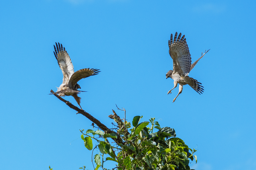 Foto gavião-carijó (Rupornis magnirostris) Por Jose A. Miranda (Jota ...