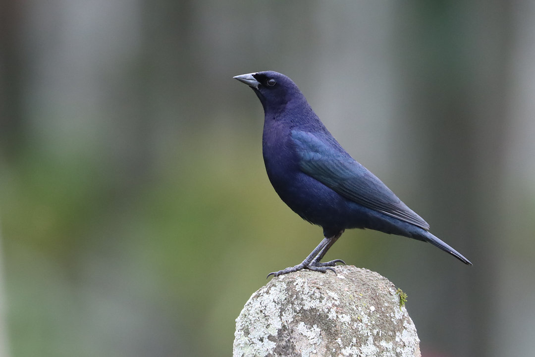 Foto chupim (Molothrus bonariensis) Por Eduardo Rodrigues | Wiki Aves ...