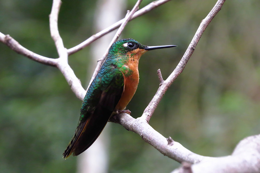 Foto beija-flor-rubi (Heliodoxa rubricauda) Por Fernando Pacheco | Wiki ...