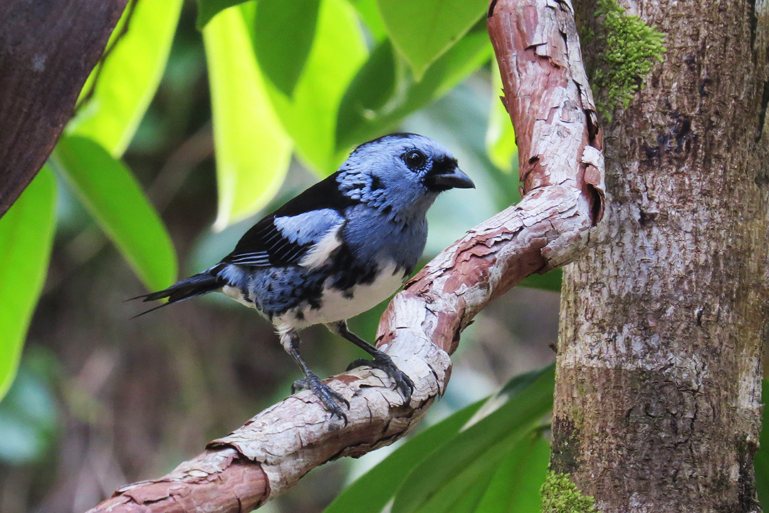 foto-cambada-de-chaves-tangara-brasiliensis-por-cesar-l-lobo-wiki