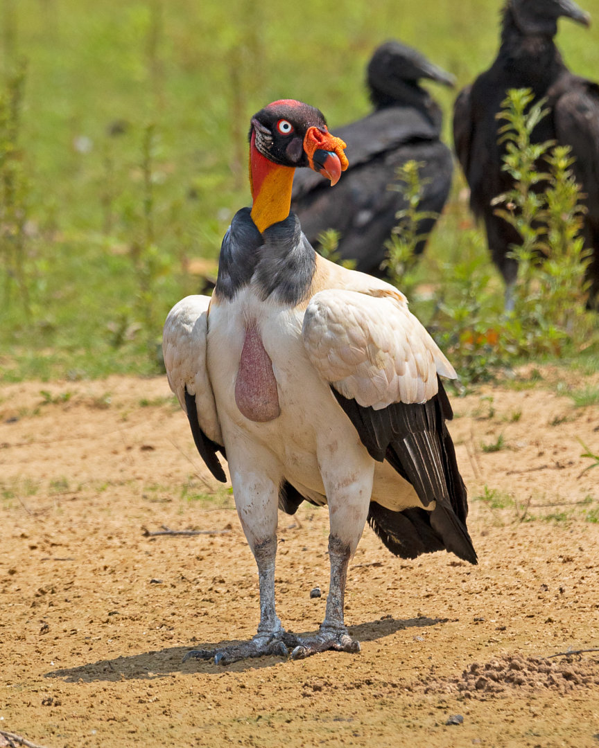 Foto urubu-rei (Sarcoramphus papa) Por Paulo Mascaretti | Wiki Aves - A ...