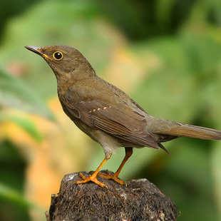 Turdidae WikiAves A Enciclopédia das Aves do Brasil