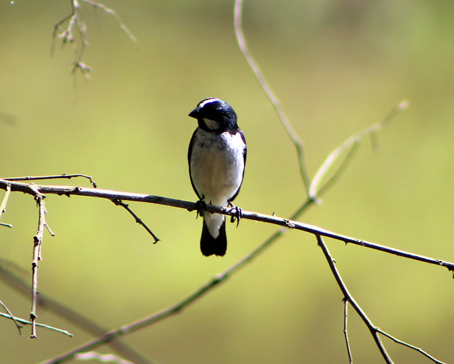 foto-bigodinho-sporophila-lineola-por-vagner-bordin-wiki-aves-a