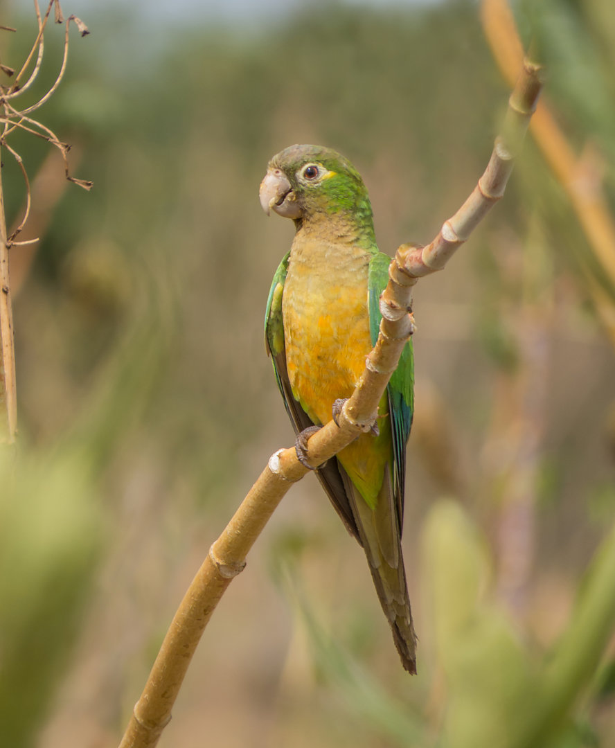 Quantos Anos Vive Um Periquito Da Caatinga