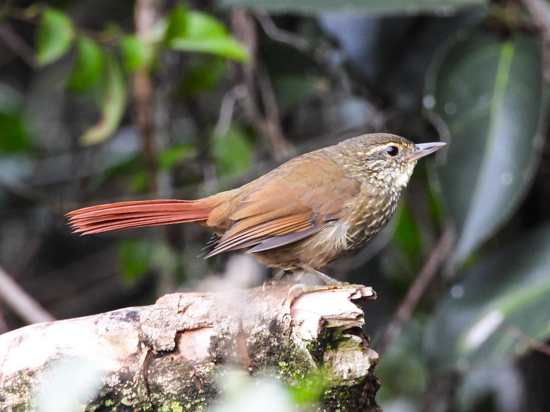 Foto trepadorquiete (Syndactyla rufosuperciliata) Por Felipe C
