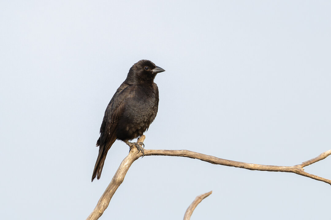 Foto chupim (Molothrus bonariensis) Por Gustavo Dallaqua | Wiki Aves ...