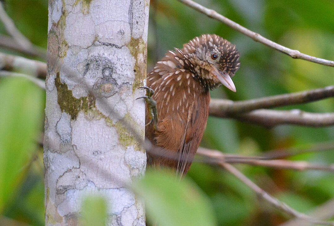 Foto arapaçu-de-bico-branco (Dendroplex picus) Por Robson Czaban | Wiki ...