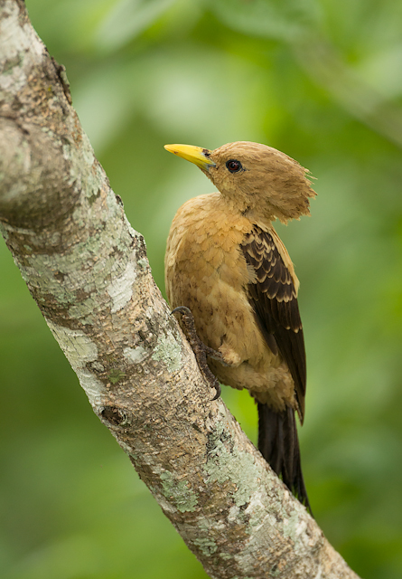 Foto pica-pau-amarelo (Celeus flavus) Por Octavio Campos Salles | Wiki ...