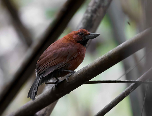 Foto chocadegargantapreta (Clytoctantes atrogularis) Por Gustavo