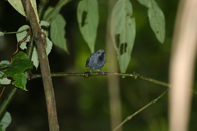 Foto choquinhapequena (Myrmotherula minor) Por Gabriel Leite Wiki