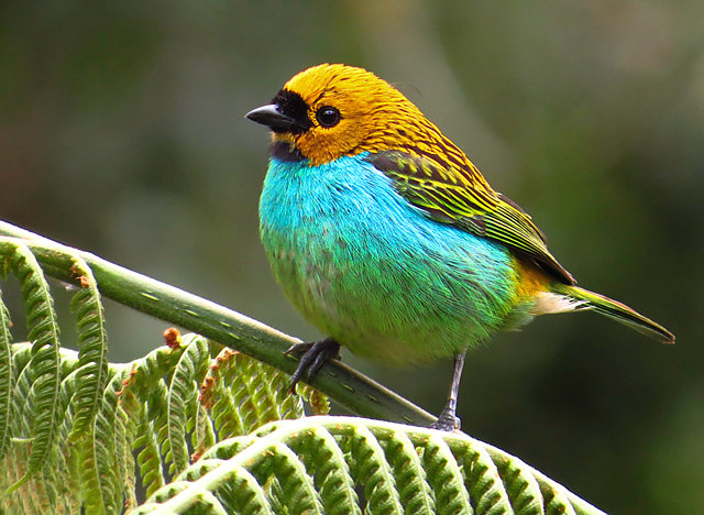 foto-sa-ra-douradinha-tangara-cyanoventris-por-fernando-pacheco
