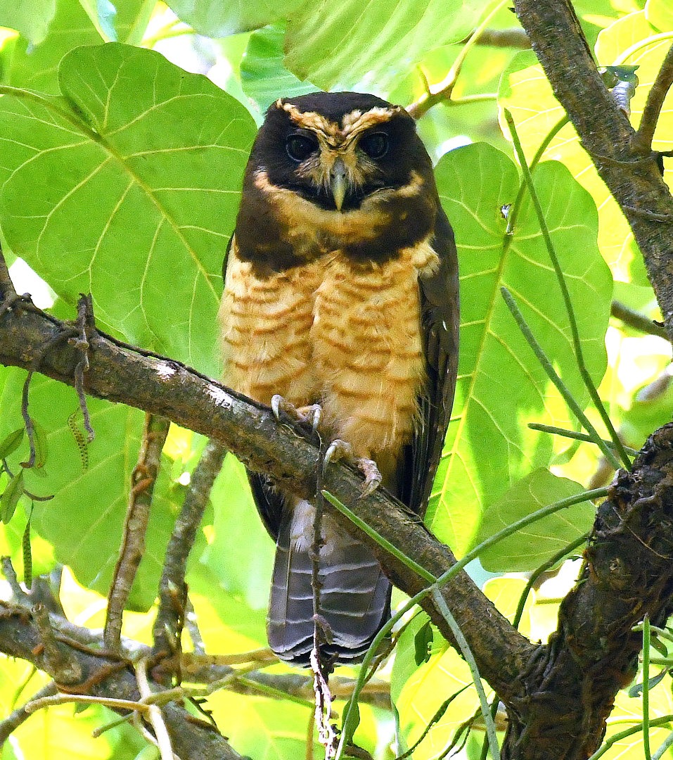 foto-murucututu-de-barriga-amarela-pulsatrix-koeniswaldiana-por