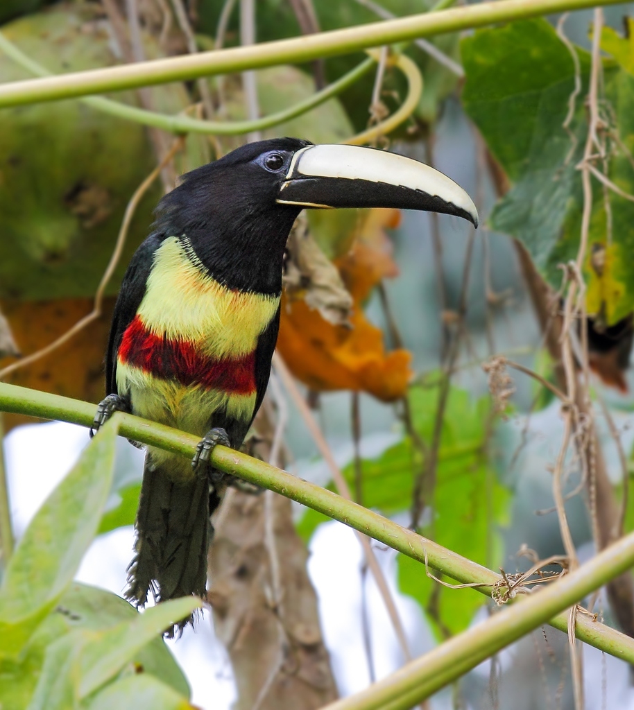 Foto araçari-de-bico-branco (Pteroglossus aracari) Por Sergio Murilo ...