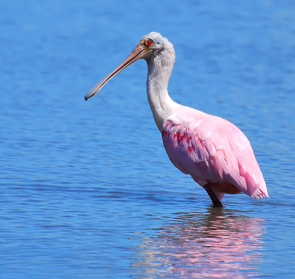 Foto colhereiro (Platalea ajaja) Por Paulo Fenalti | Wiki Aves - A ...